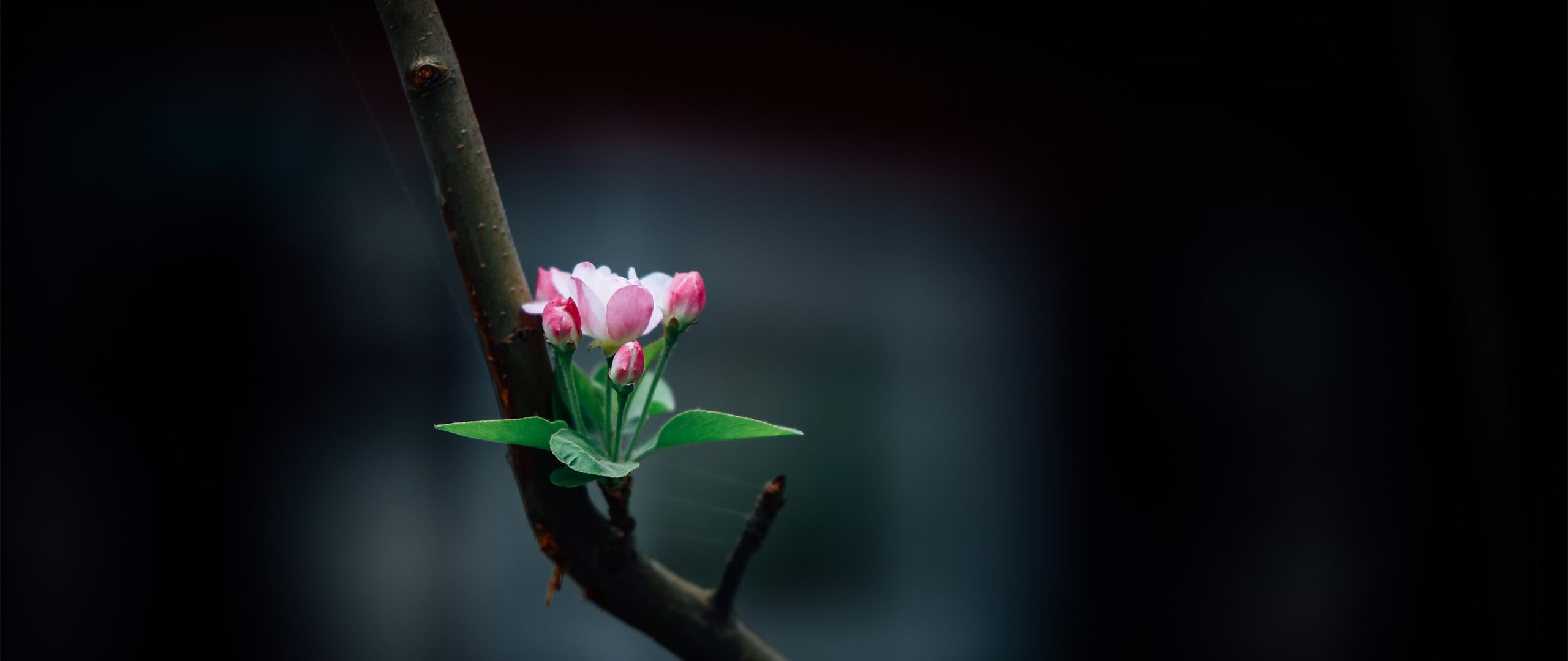 Should I Invest in Small Cap Stocks in 2026 for My Portfolio