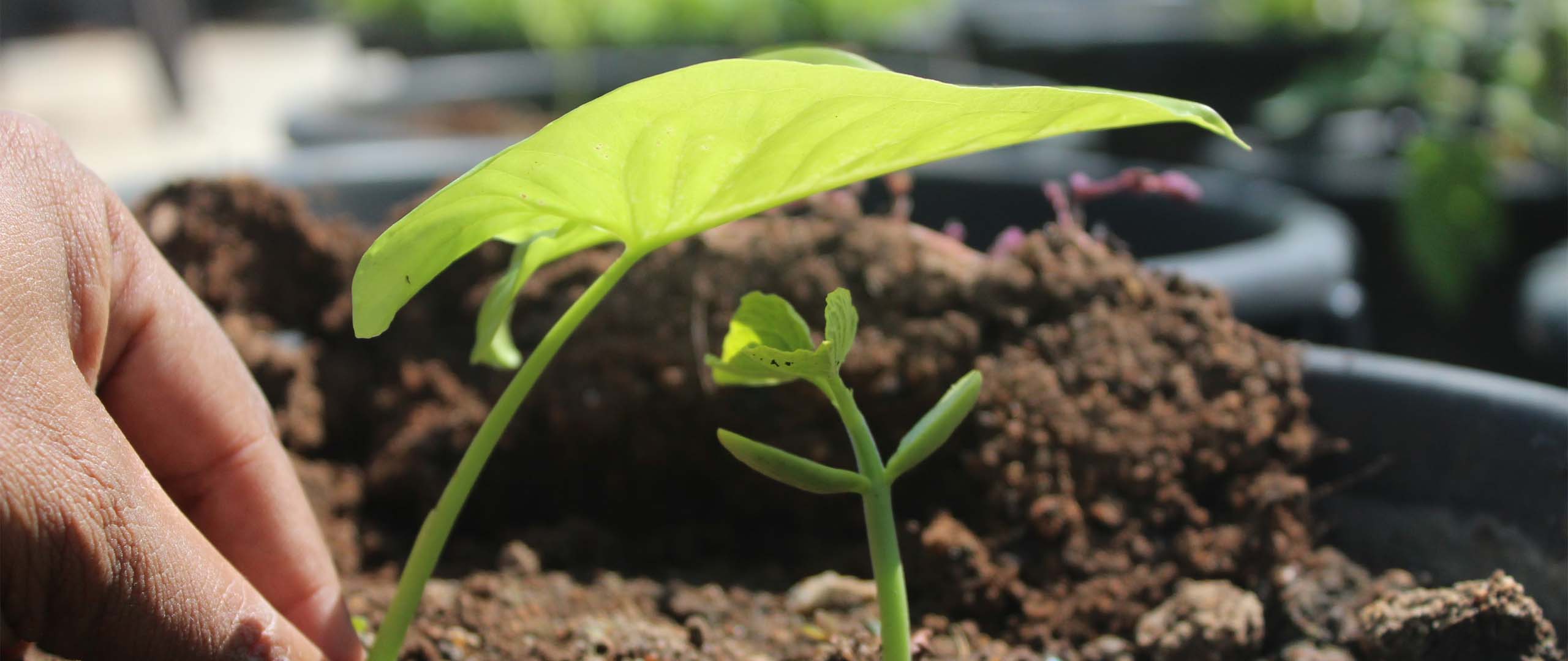 Roth vs Traditional 401k: A Guide for High-Net-Worth Investors