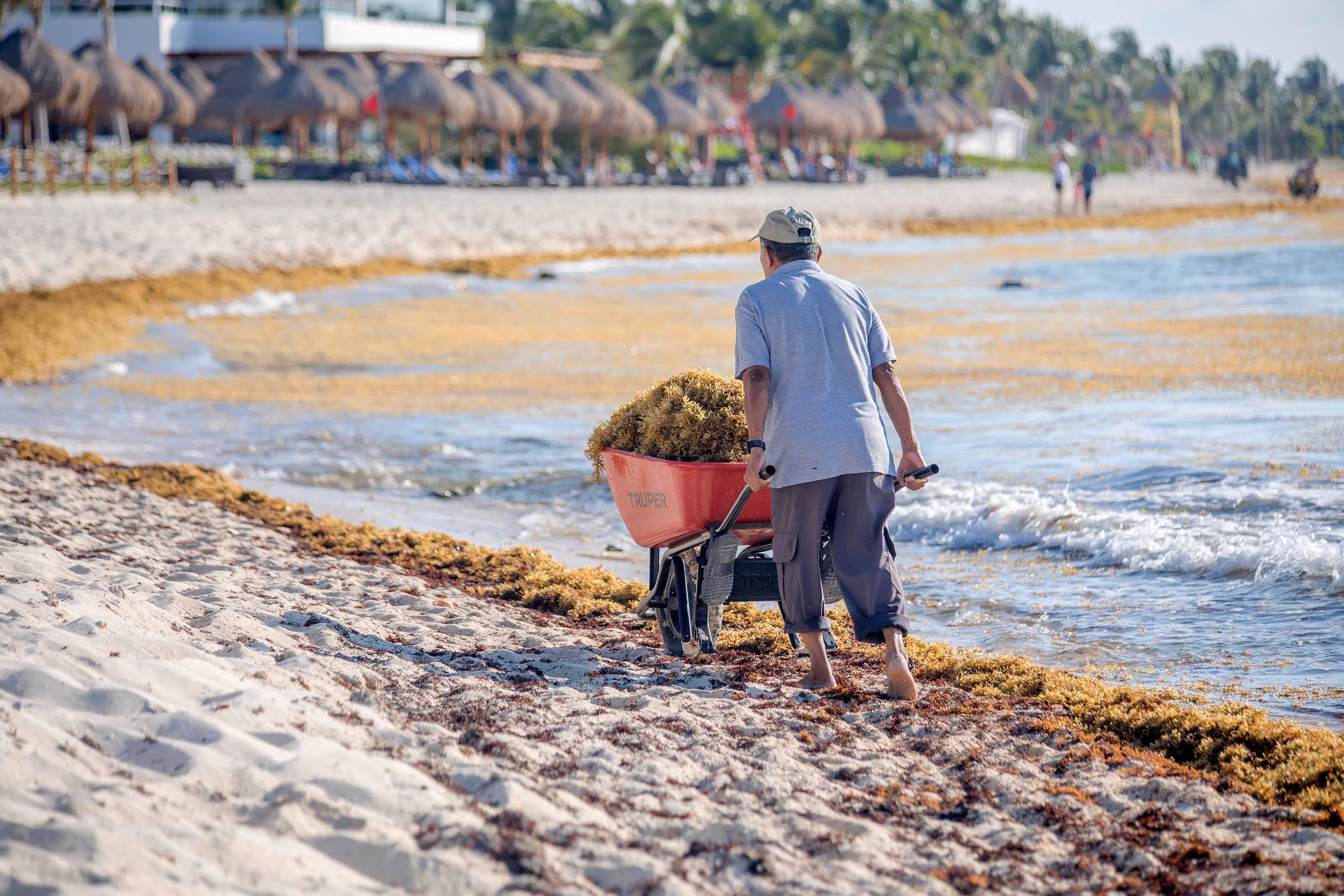 Man pushing a wheelbarrow full of sargassum on a sandy beach covered in sargassum near the water on the coast of Mexico