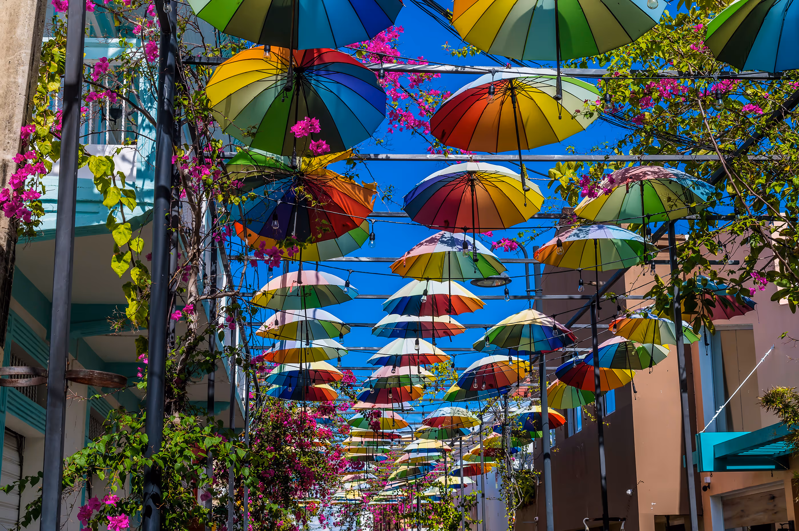 Colourful umbrellas hanging overhead with blooming pink flowers against blue sky on a Puerto Plata street.