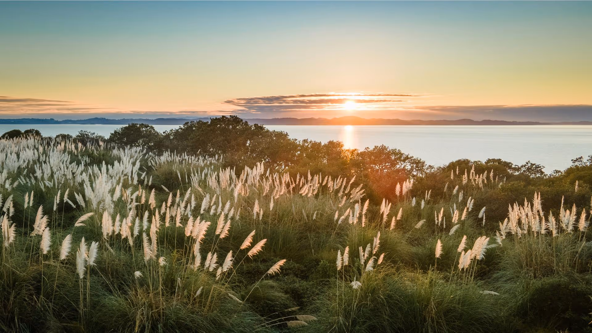 Sunset over a calm body of water with tall grasses and trees in the foreground.