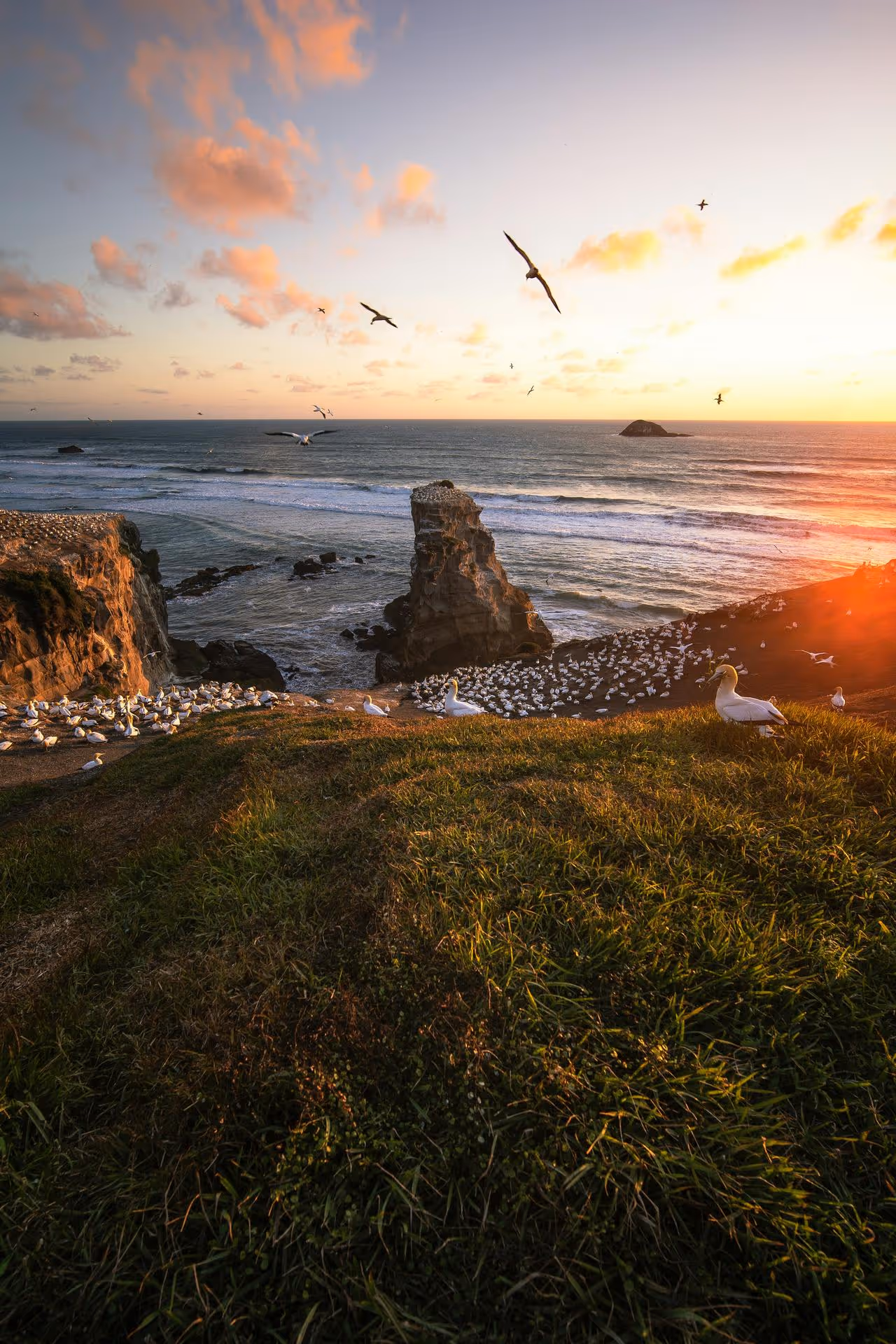 Seabirds gather on grassy cliffs and rocky shores overlooking the ocean at sunset with waves and scattered clouds.