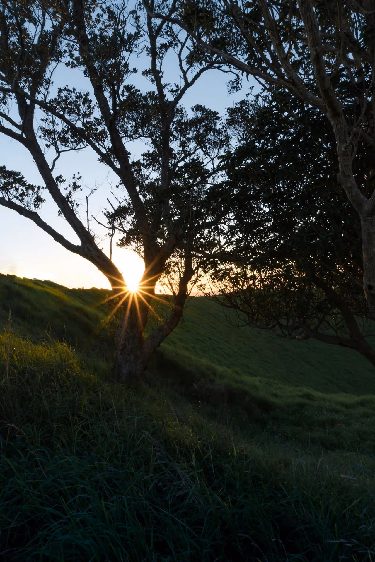 Sunset shining through branches of a tree on a grassy hillside.