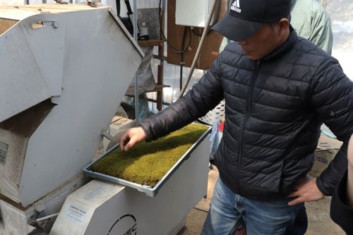 Structural Comparison of Bryophytes and Vascular Plants