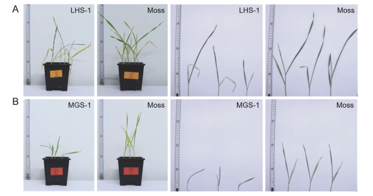 Ecological Restoration Begins with Moss