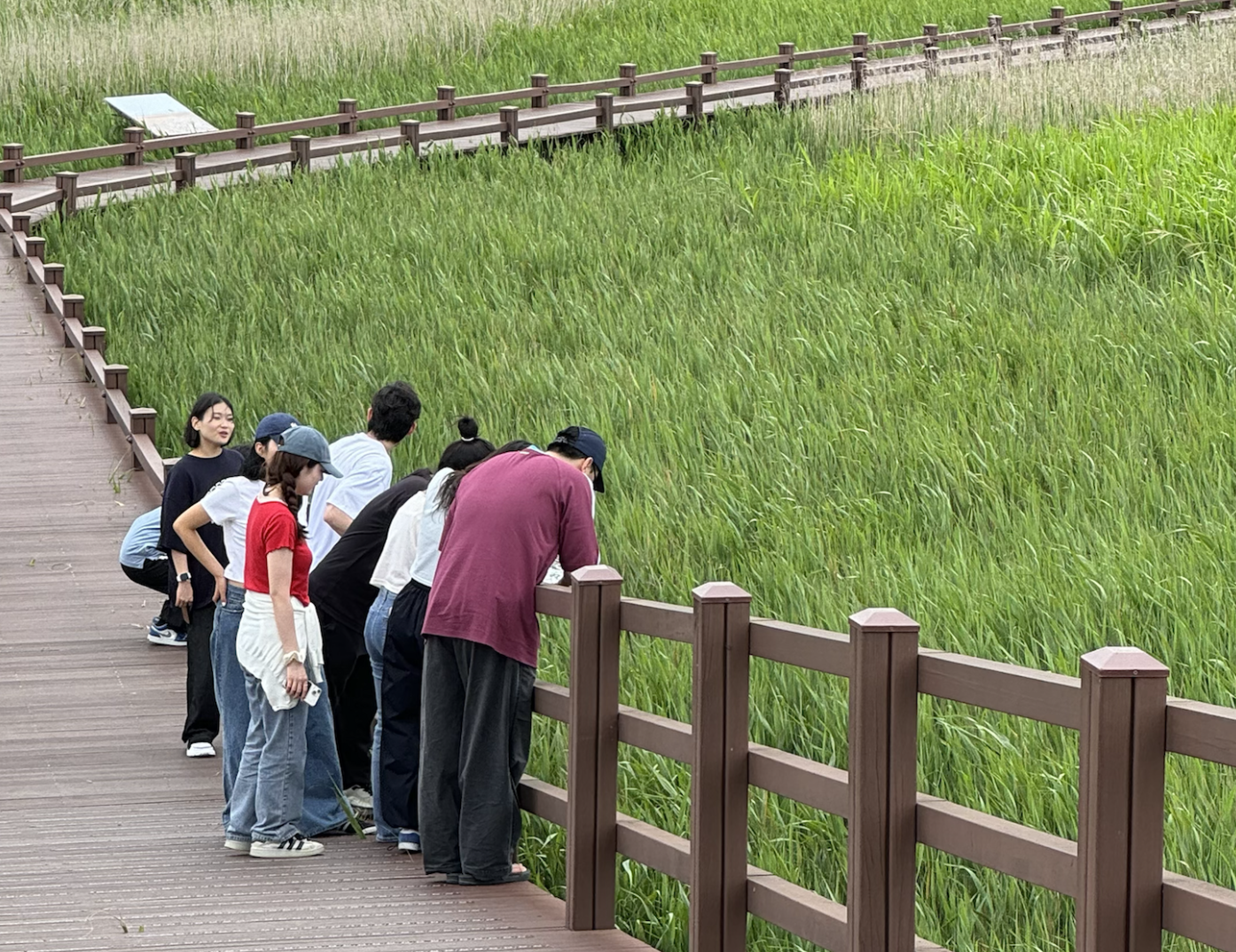 Protonema of Moss under the Microscope