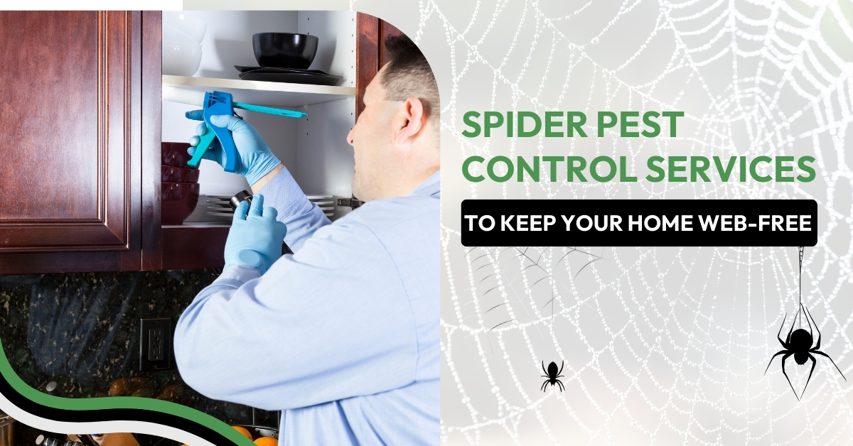 Spider Pest Control Services to Get Your Home Web-Free