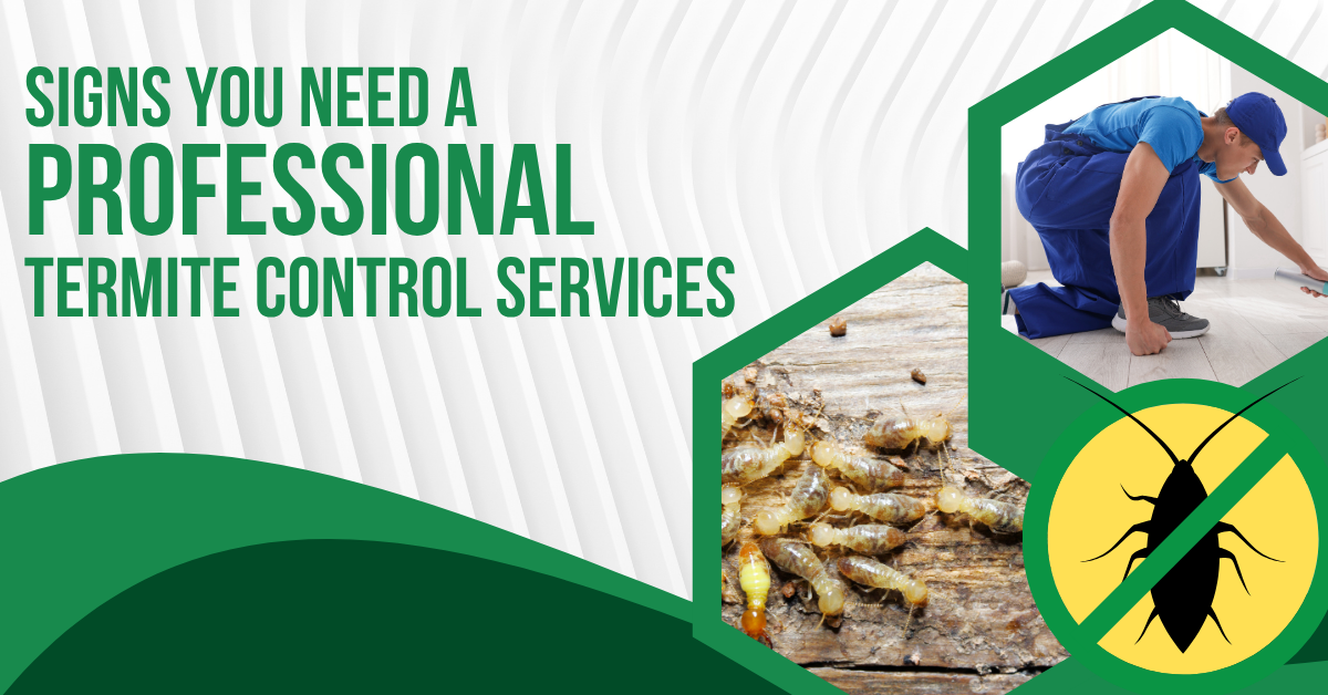 Signs You Need Professional Termite Control Services