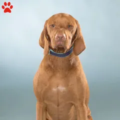 Professional headshot of Jax team member