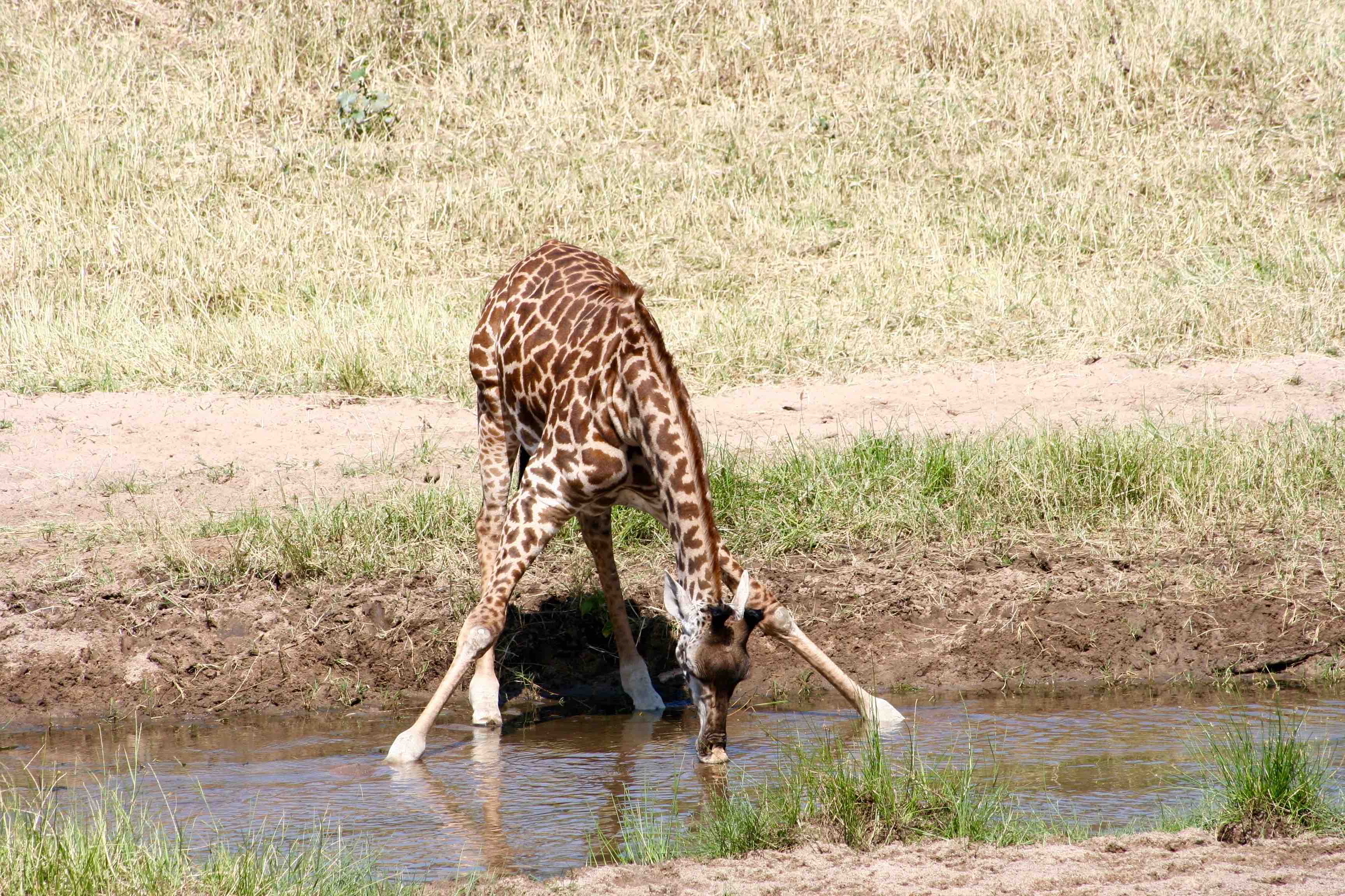 Tarangire-National-Park-2
