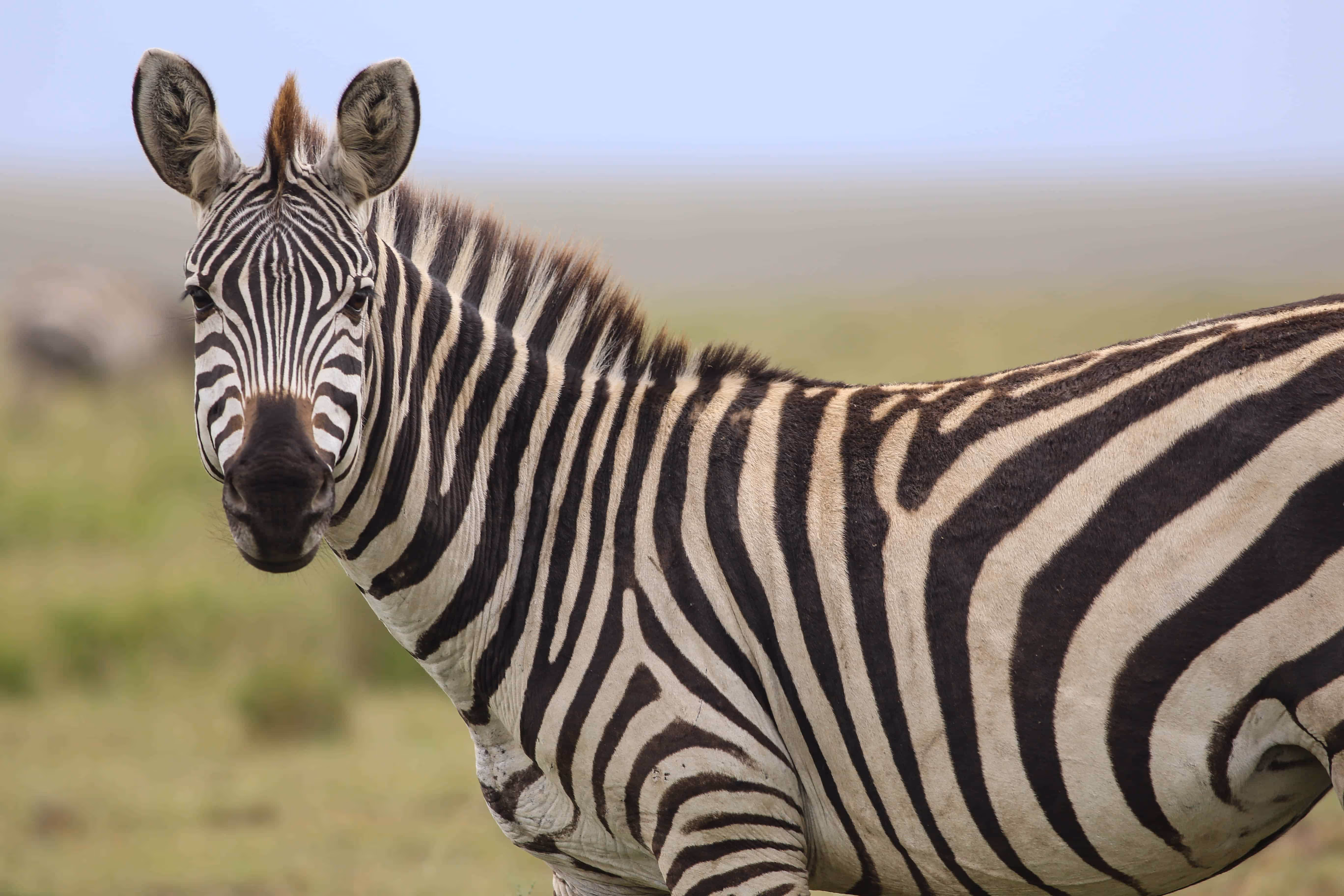 Zebra-in-Serengeti-National-Park-1