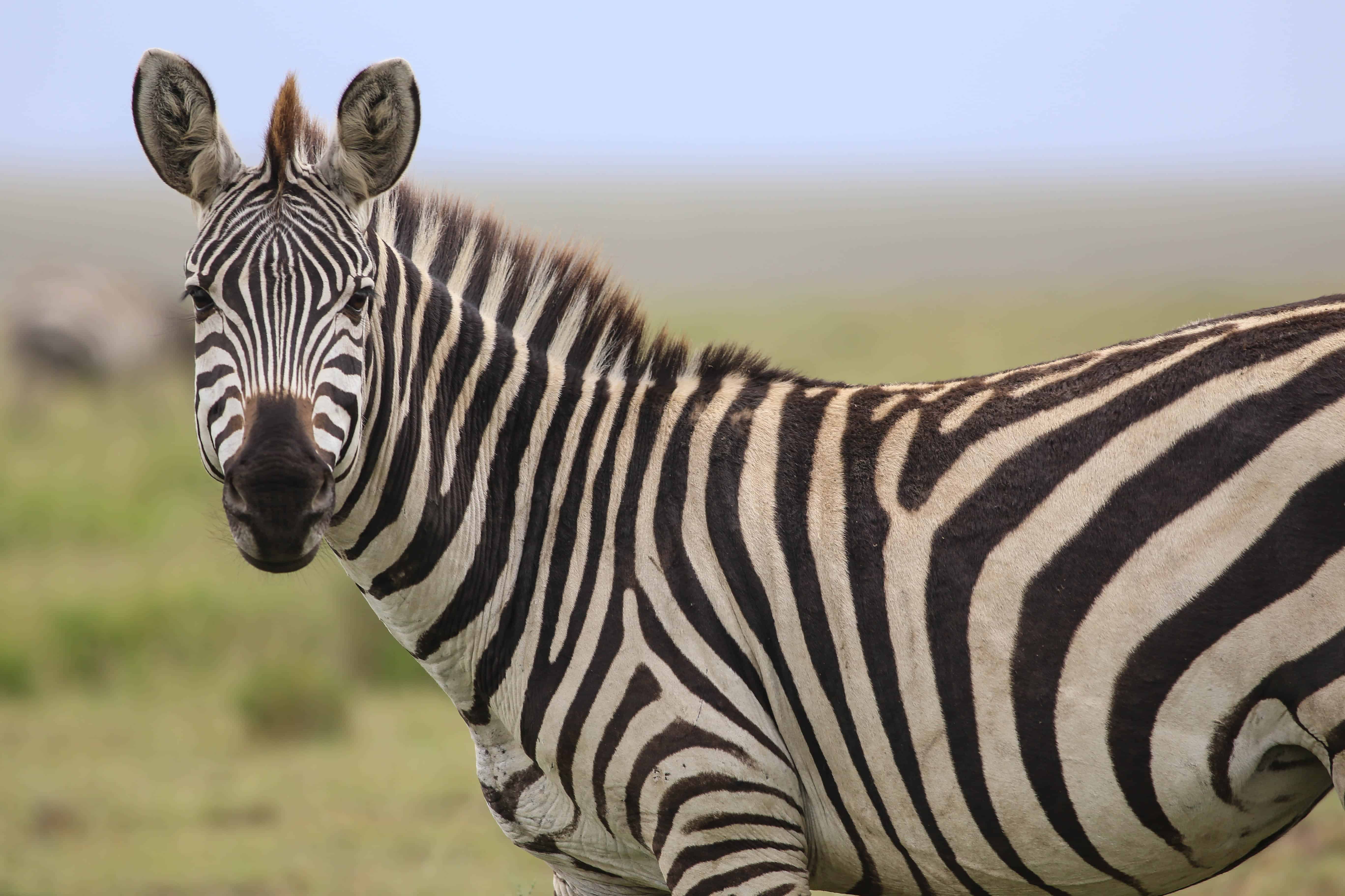 Zebra-in-Serengeti-National-Park-1