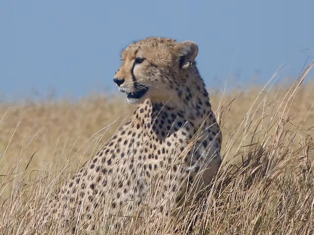Cheetah-in-Serengeti
