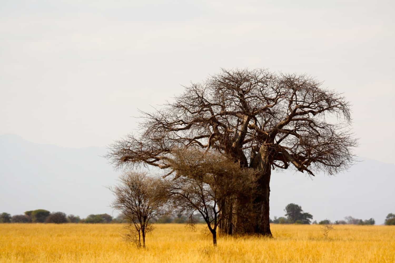 Tarangire-Baobab-Tree