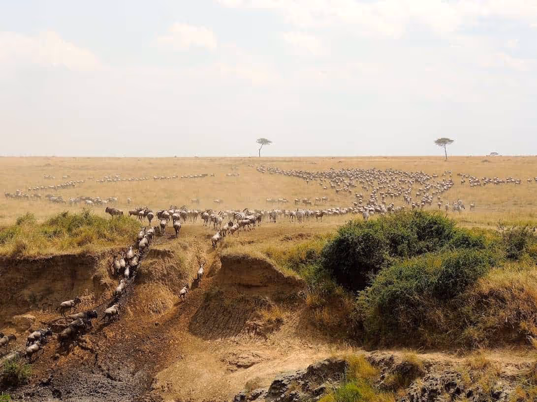 Mara-River-Wildebeest-Migration-1