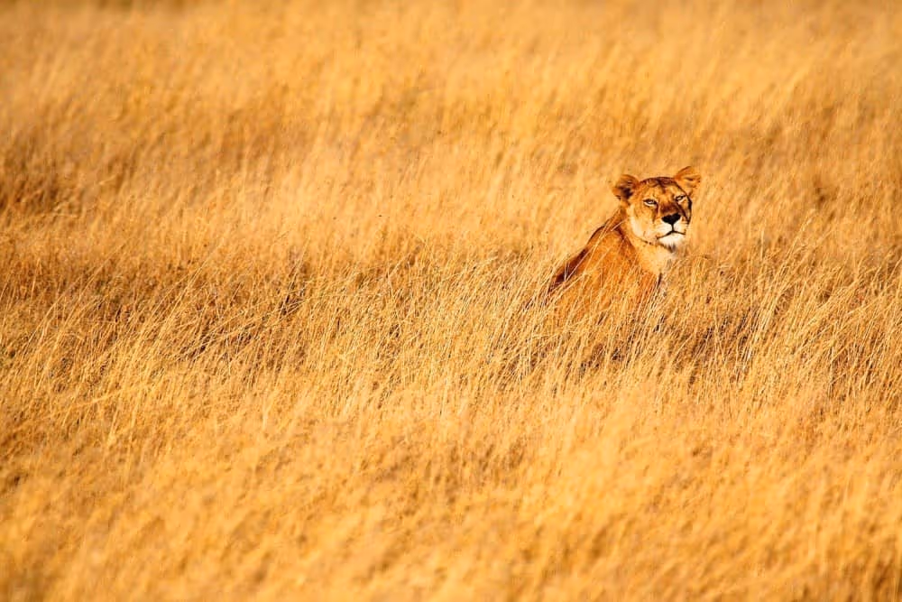 Lioness-in-Serengeti-2