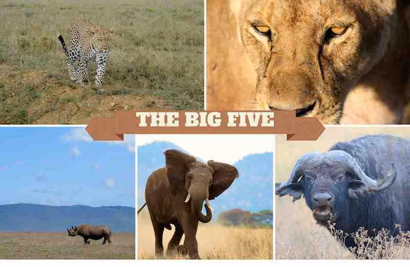 The Faces Behind Africa's Big Five