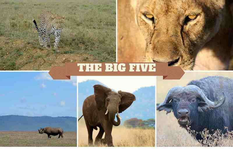 The Faces Behind Africa's Big Five