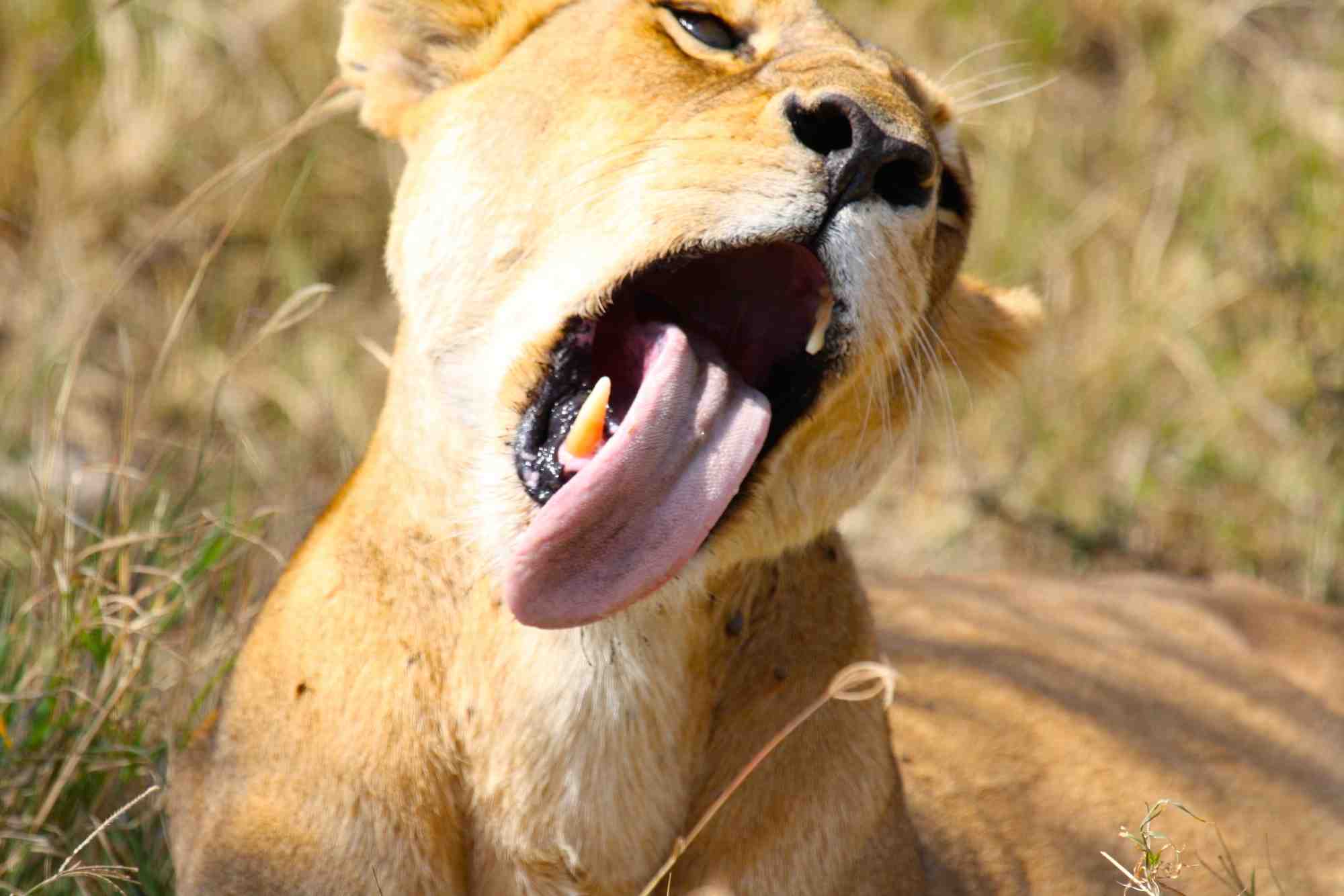 The Big Five Lion