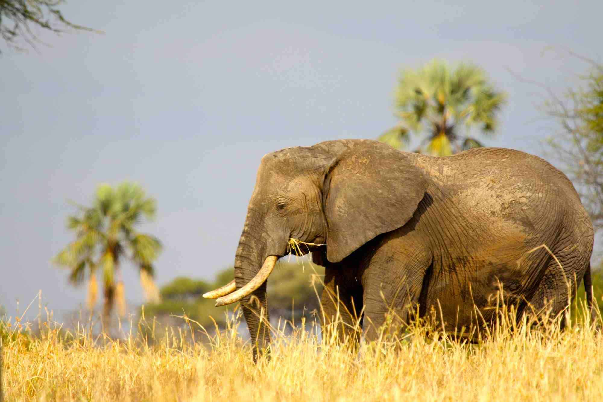 The Big Five Elephant