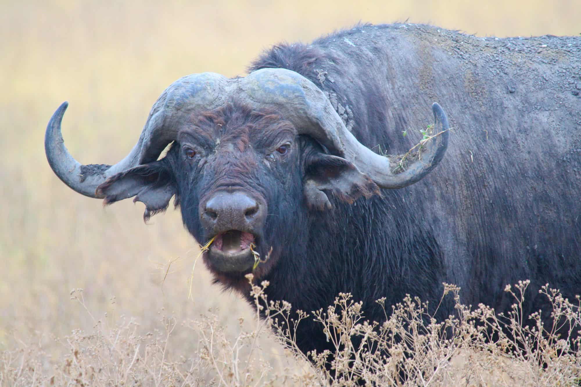 The Big Five Buffalo