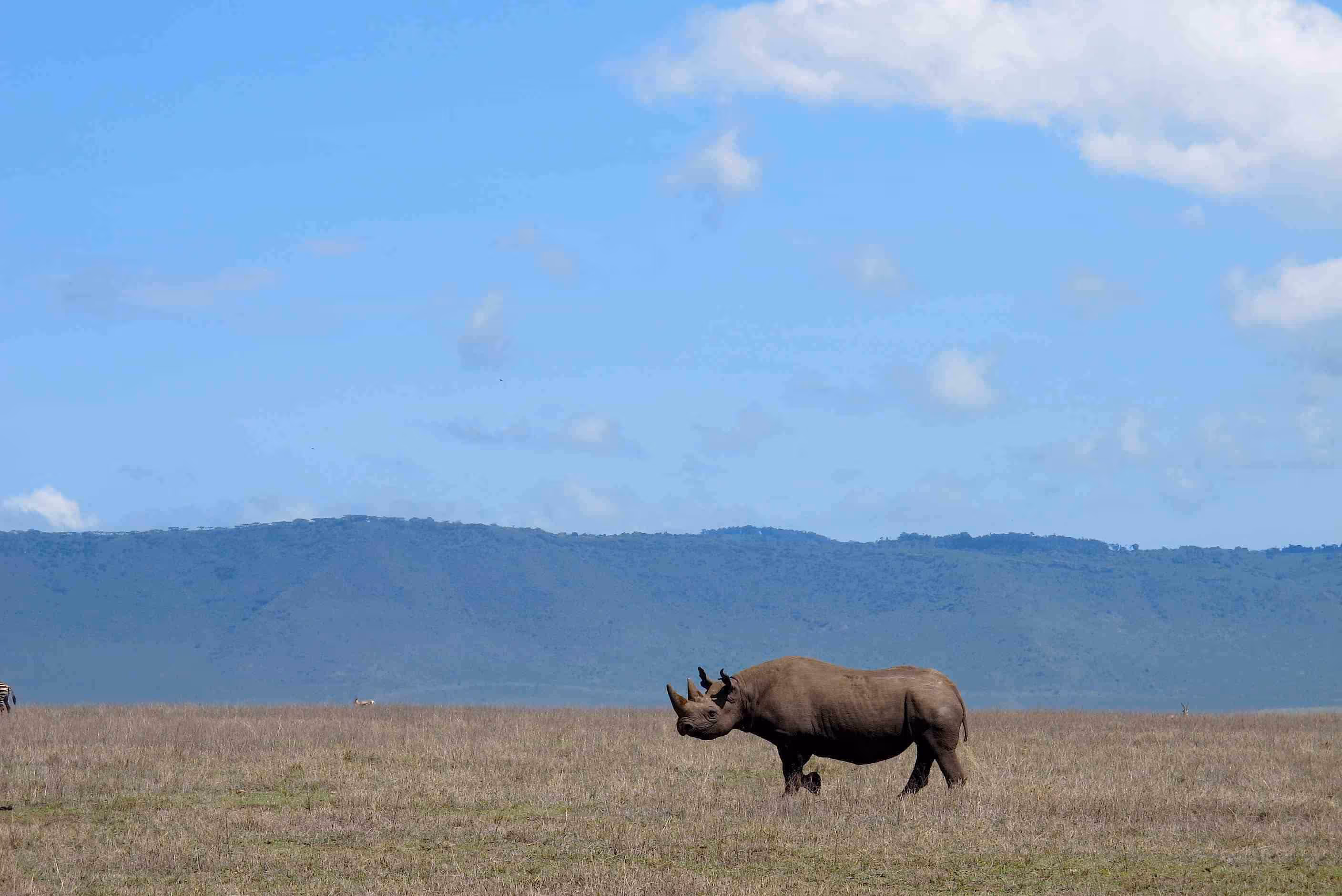 The Big Five Rhino
