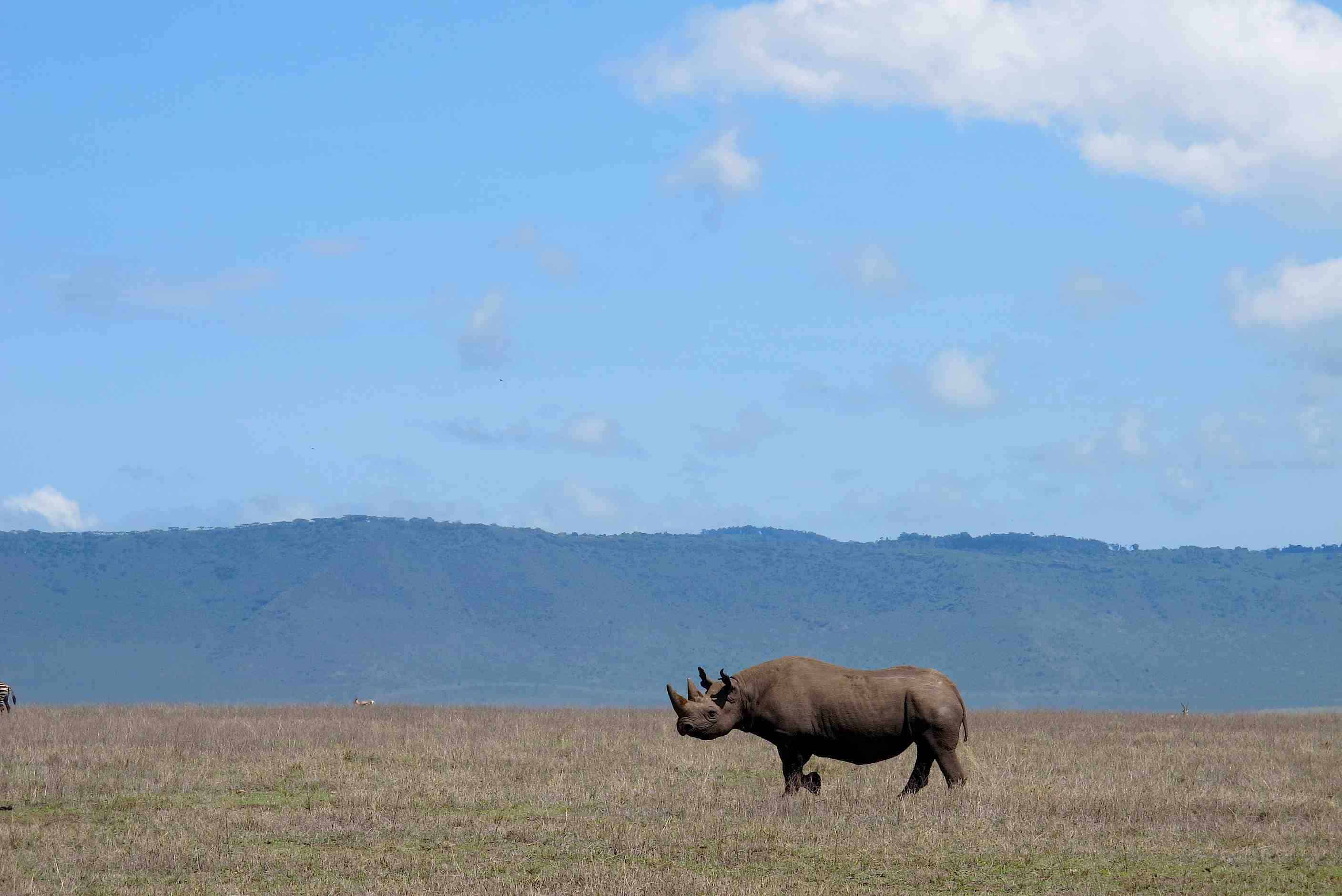 The Big Five Rhino