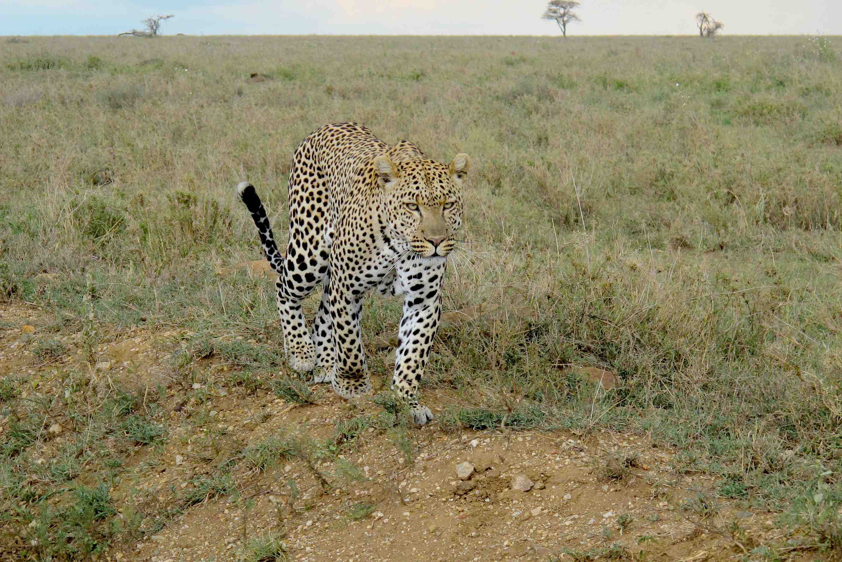 The Big Five Leopard