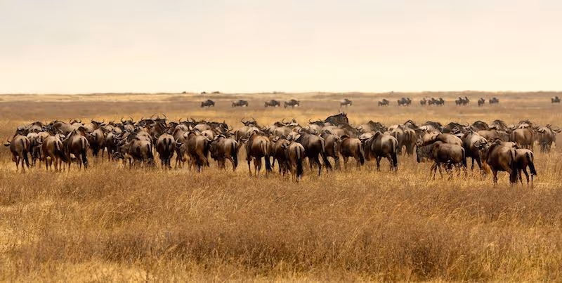 Wildebeest Migration