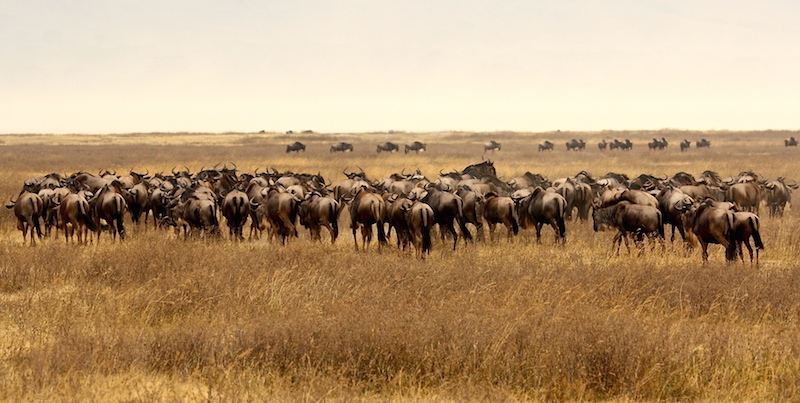 Wildebeest herds during the Great Migration in the Serengeti