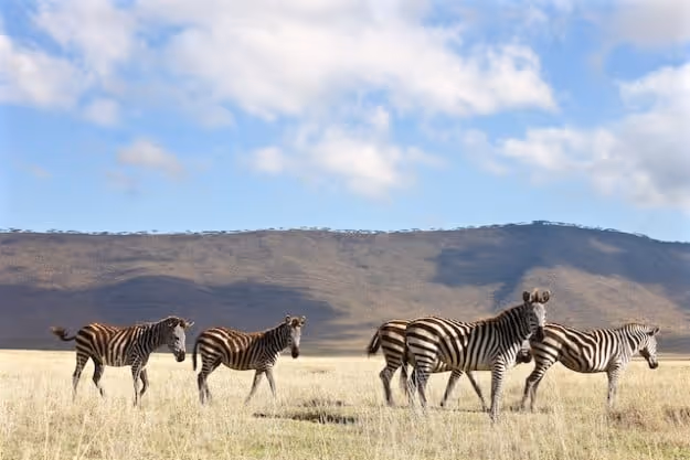 My 5 Best Safari Experiences