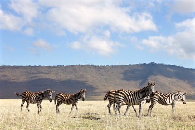 My 5 Best Safari Experiences