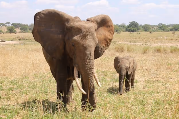 My 5 Best Safari Experiences