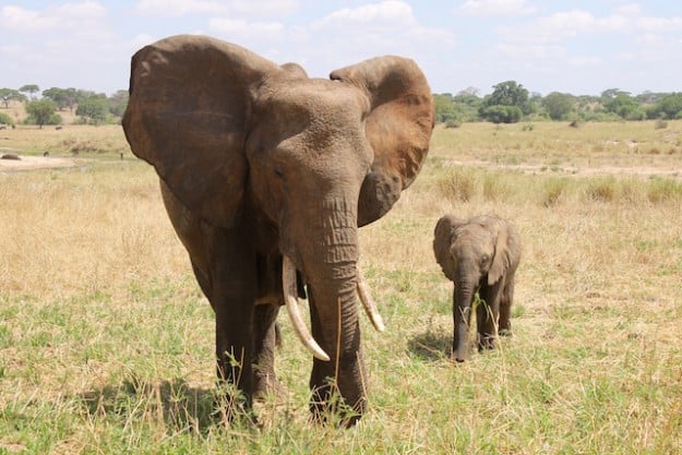 My 5 Best Safari Experiences