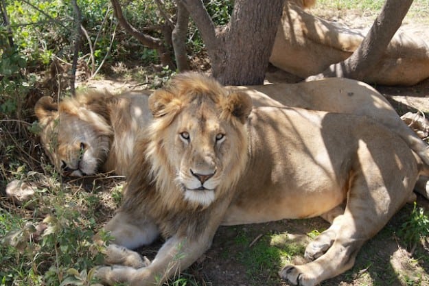 My Top 5 Safari Experiences