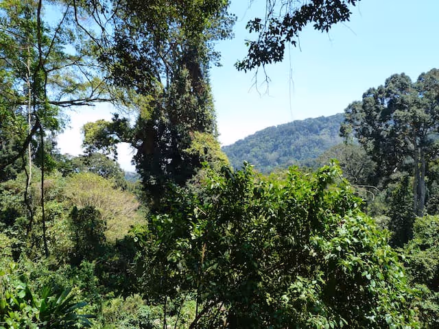 Usambara Mountains