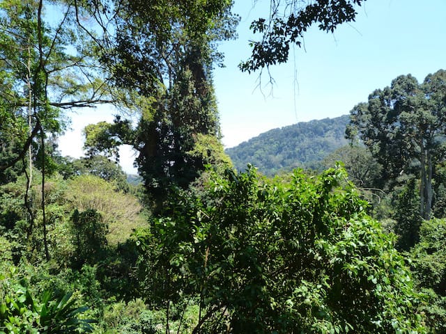 Usambara Mountains