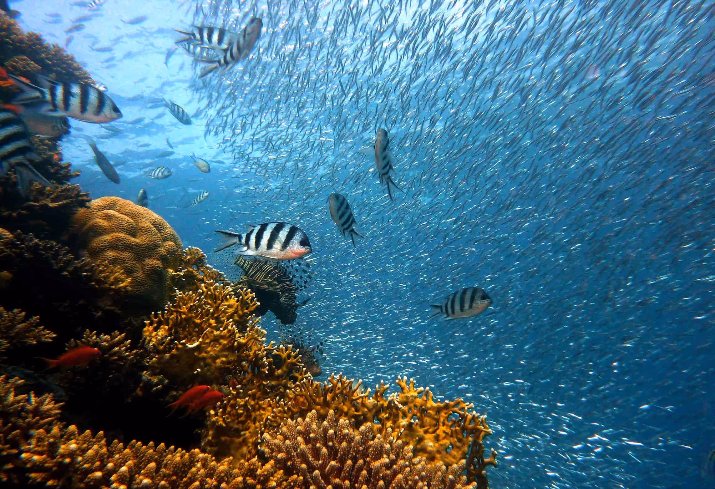 Diving-Zanzibar