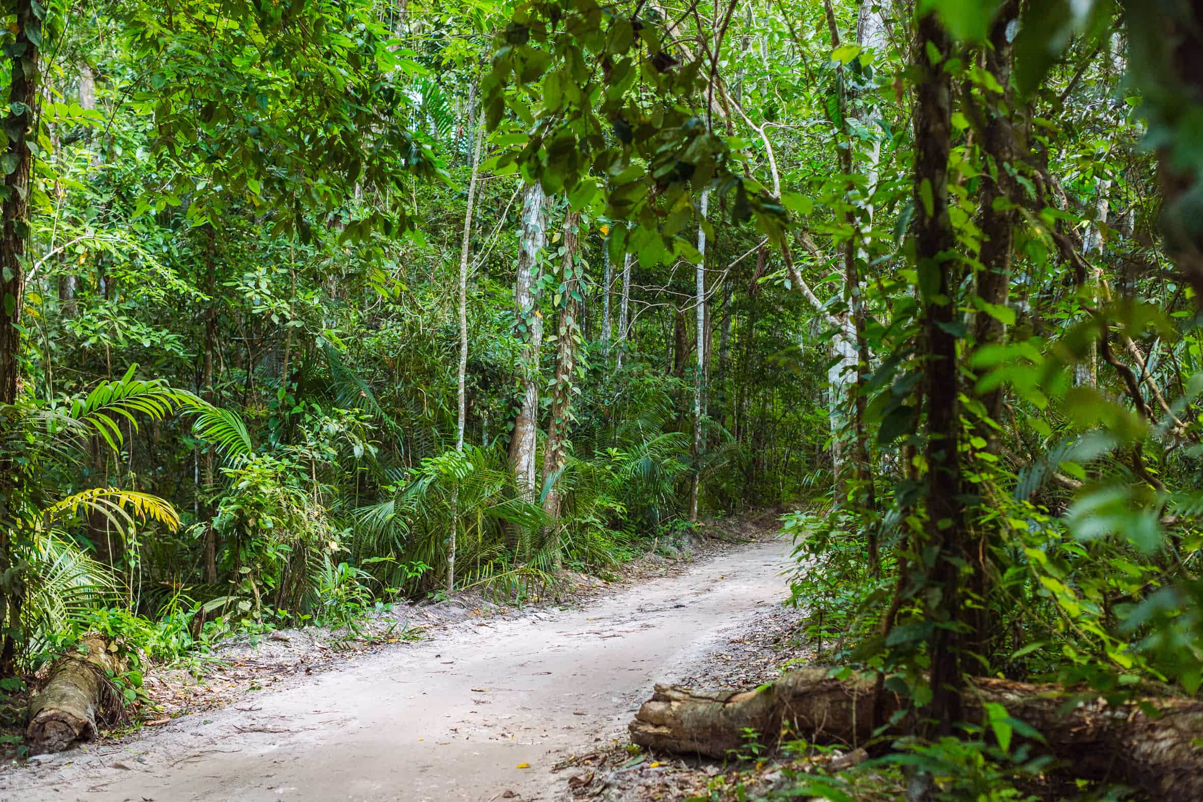 Ngezi-Forest-Pemba