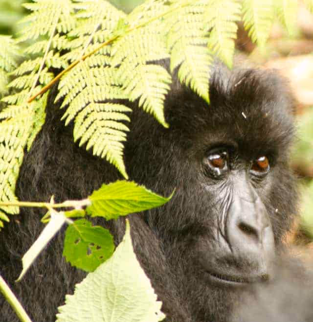 Travel-Tips-Africa-Gorillas
