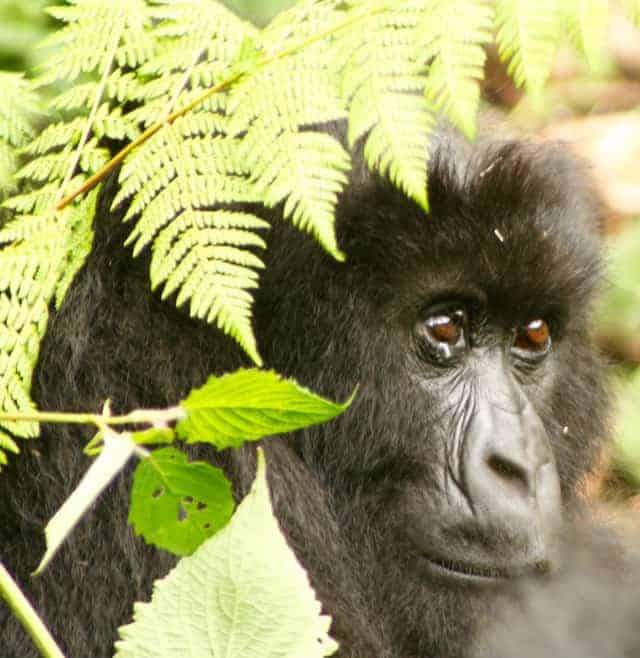 Travel-Tips-Africa-Gorillas