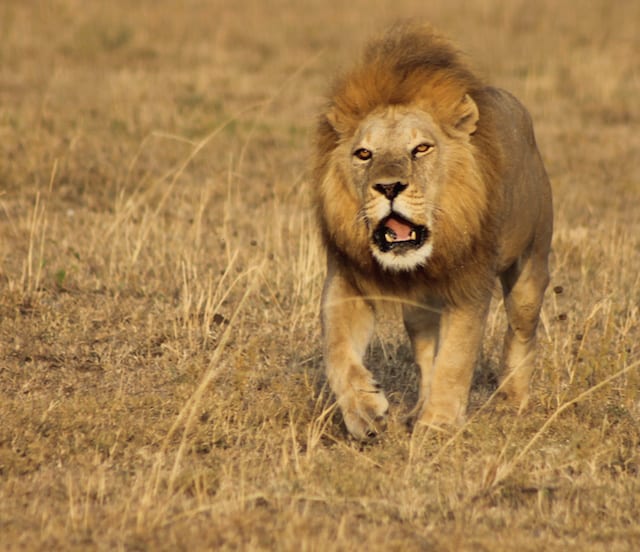 Tips-Travel-Africa-Big-Cats