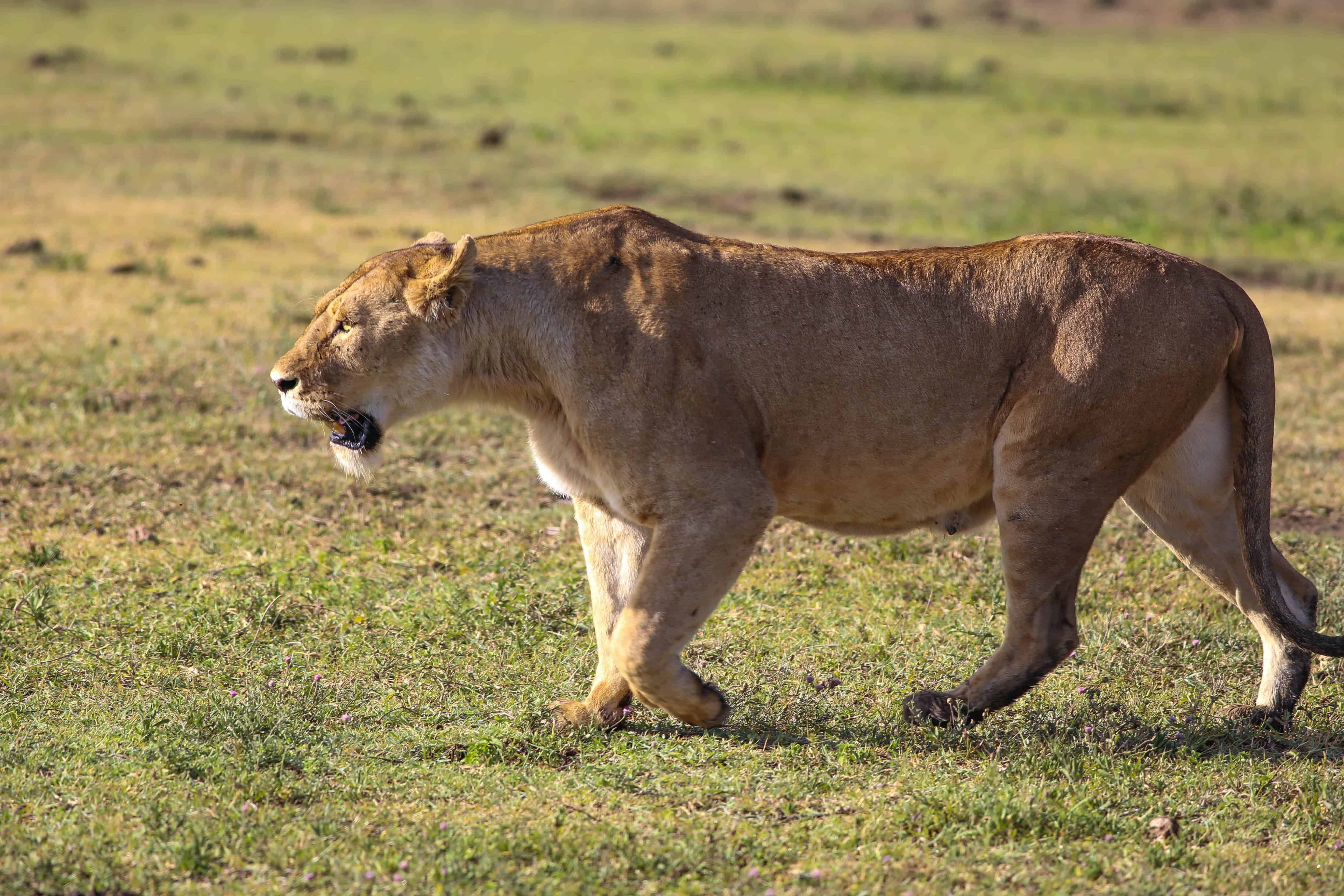 Lioness-on-a-hunt-1