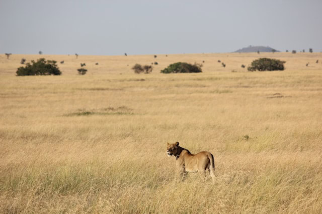 Lioness in Serengeti