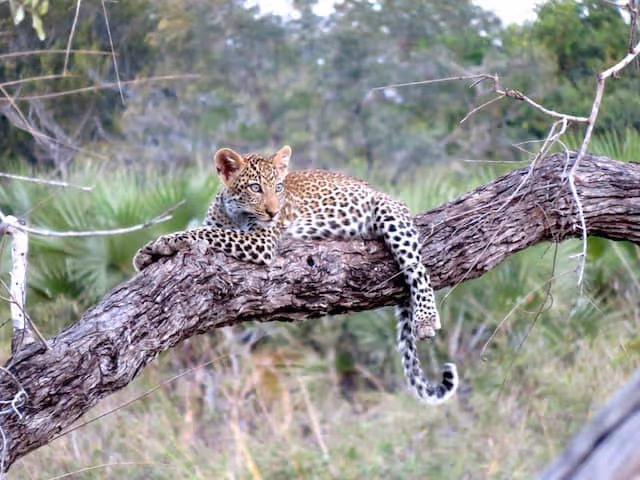 Tanzania-Safari-best