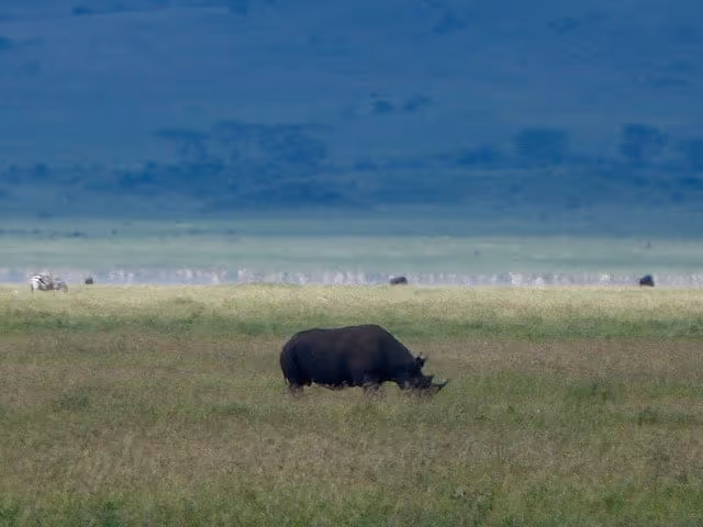 Ngorongoro-Crater-Rhino