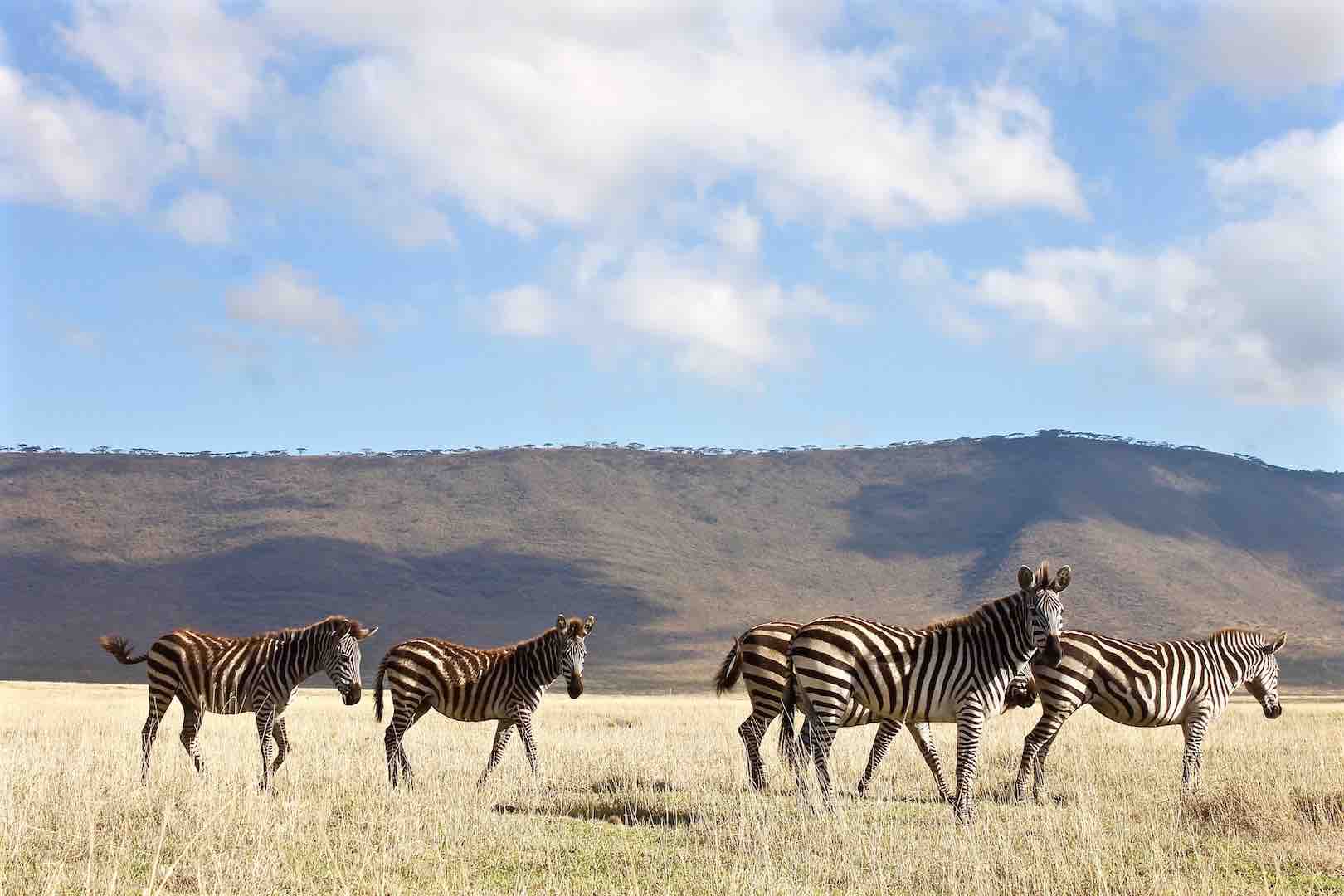 Serengeti-Ngorongoro-Crater-Safari-2