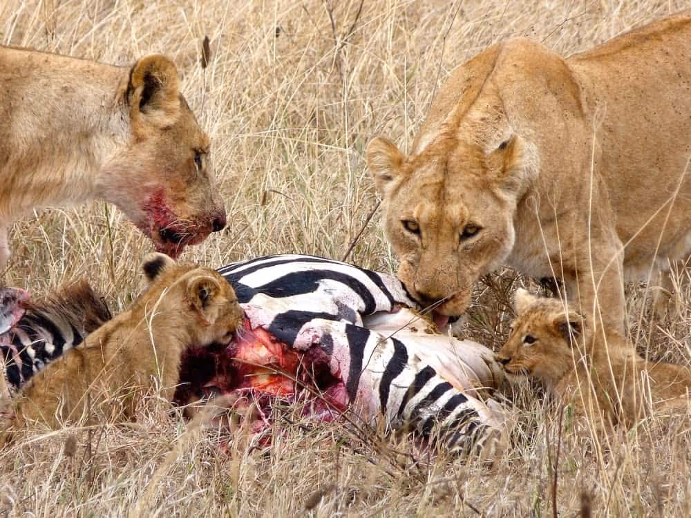 Lions-hunting
