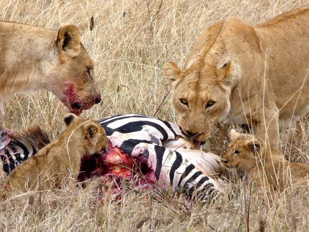 Lions-hunting