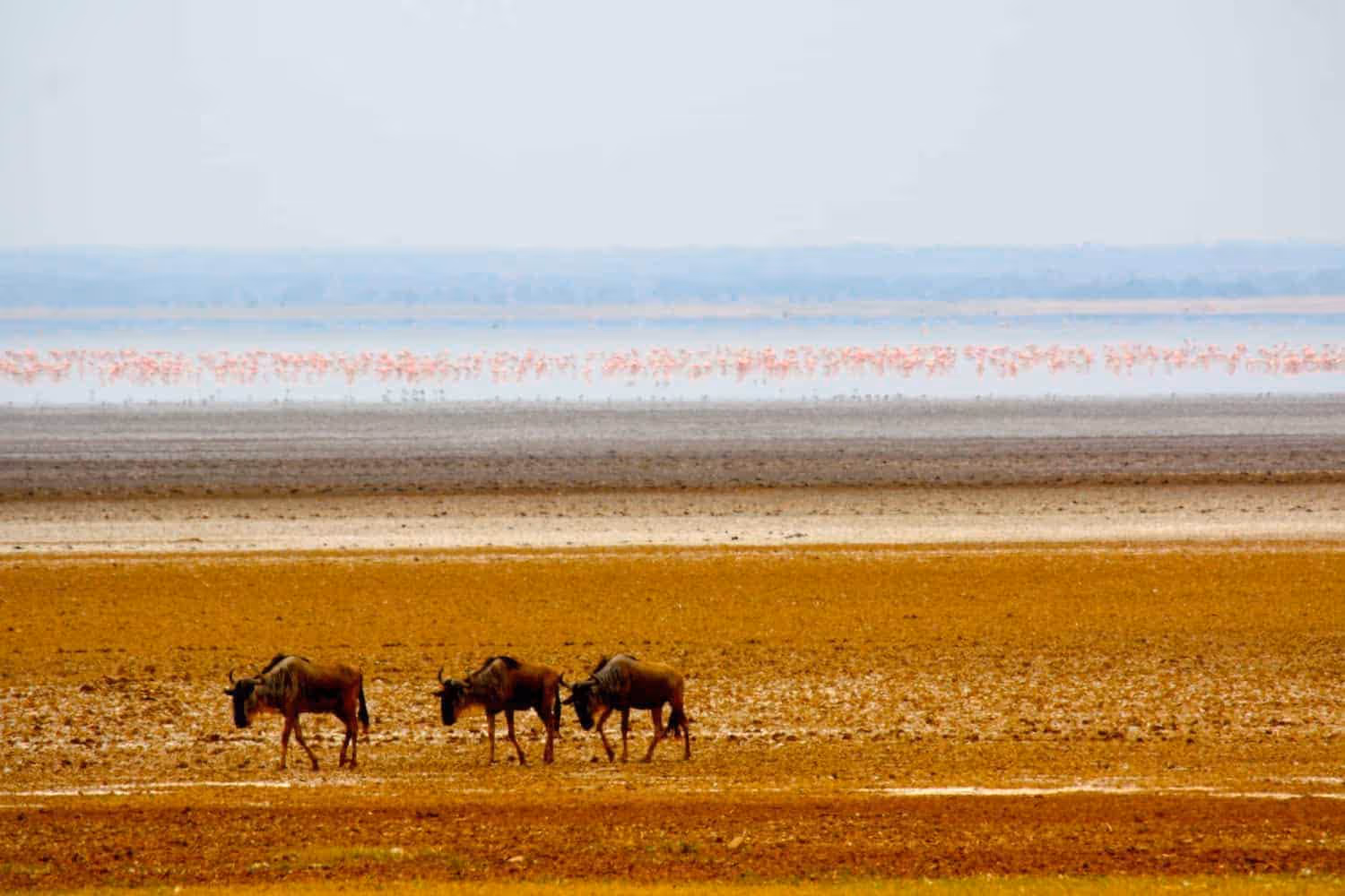 Wildebeest-in-Lake-Manyara-National-Park